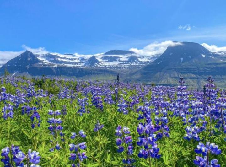 Czas lotu Polska Islandia