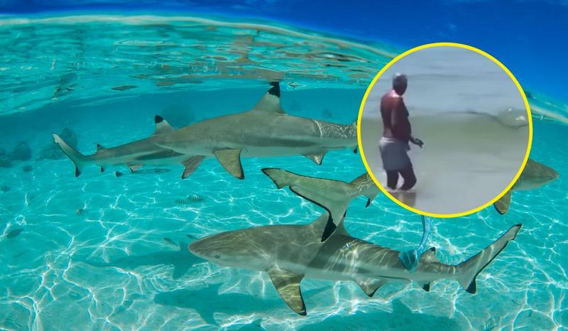 Rekiny na Zanzibarze