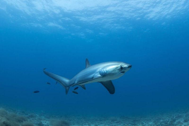 Rekiny w Morzu Czarnym