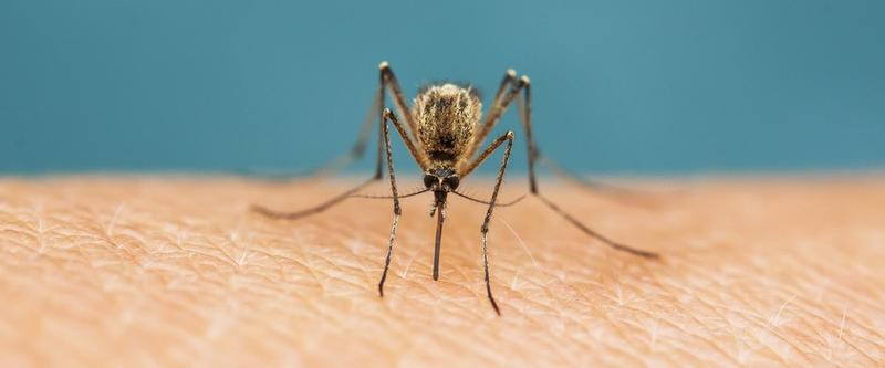 Szczepienie na żółtą febrę