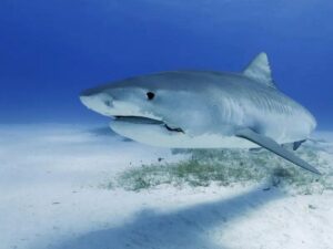 Czy w Morzu Czarnym kryją się rekiny? Odkrywamy tajemnice głębin!