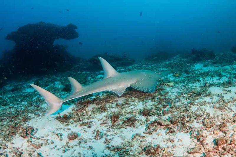 Gatunki rekinów w tajskich wodach