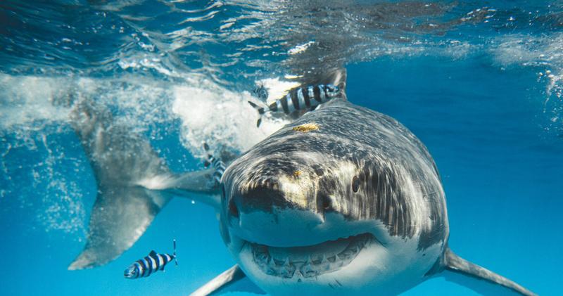 Rekiny a bezpieczeństwo ludzi