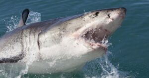 Rekiny w Polsce – czy to możliwe?