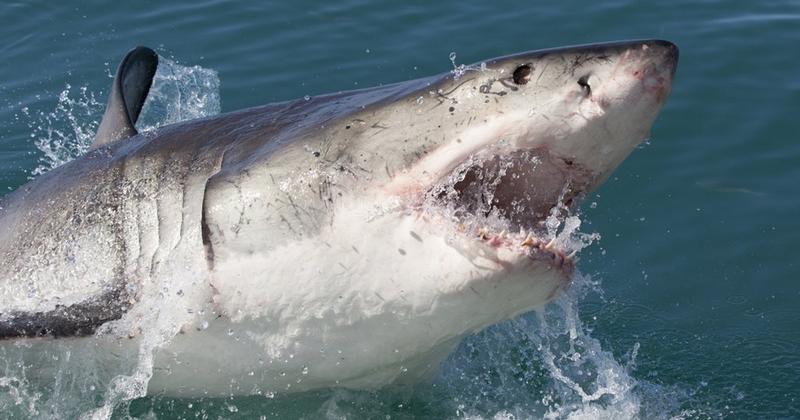 Rekiny w Polsce – czy to możliwe?