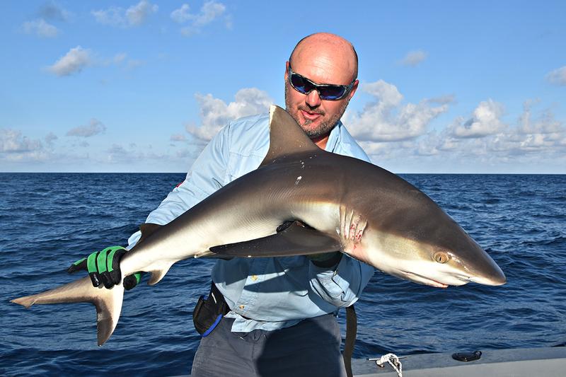Bezpieczeństwo w pobliżu rekinów
