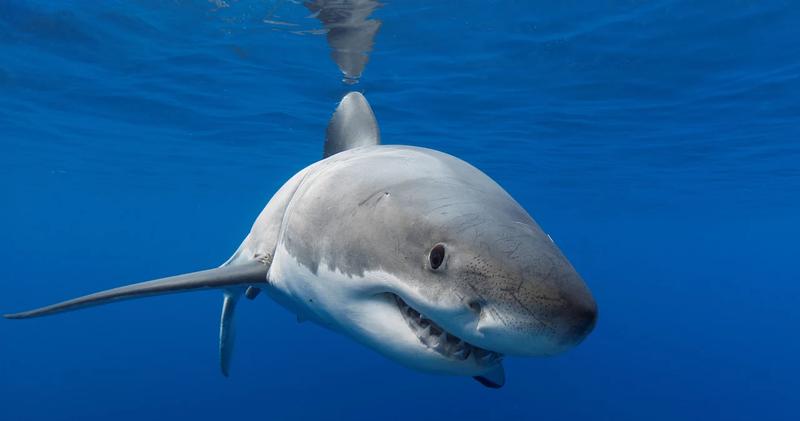 Mity i fakty o rekinach