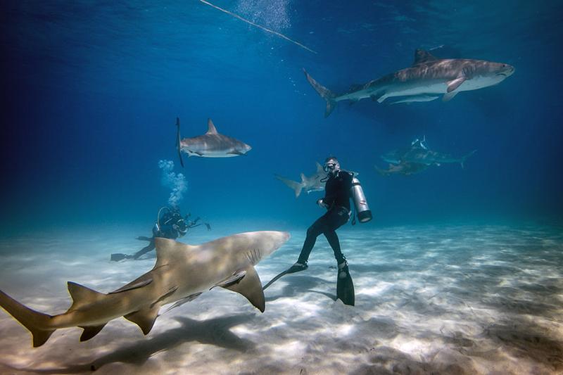 Nurkowanie z rekinami