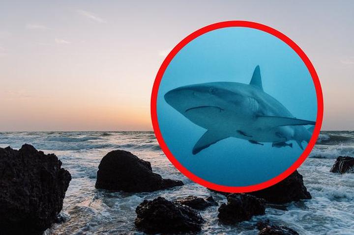 Nurkowanie z rekinami