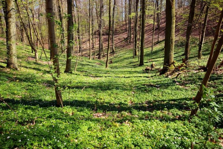 Praktyczny przewodnik: Jak przygotować się na kilkudniowy wyjazd do lasu?