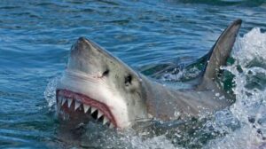 Rekiny na Teneryfie – co warto wiedzieć przed wyjazdem?