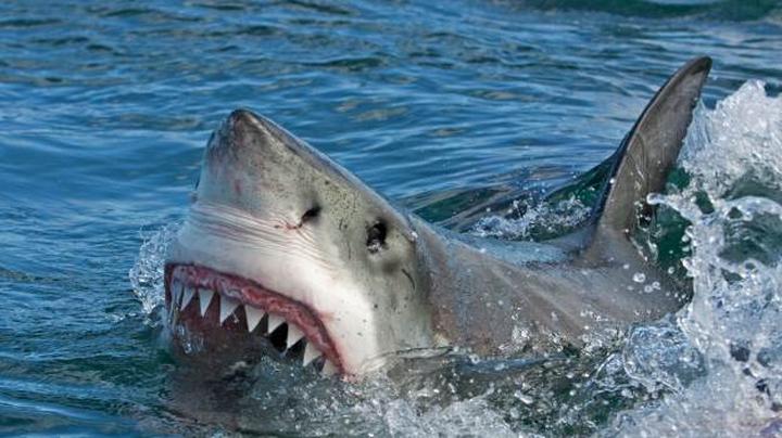 Rekiny na Teneryfie – co warto wiedzieć przed wyjazdem?