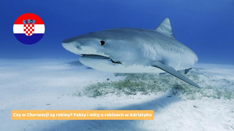 Rekiny w Chorwacji