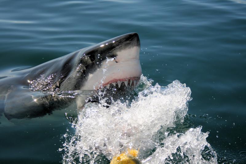 Rodzaje rekinów w Chorwacji