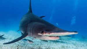 Czy w Adriatyku kryją się rekiny? Odkrywamy morskie tajemnice!