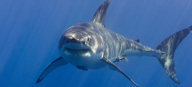 Rekiny w Chorwacji – co warto wiedzieć przed wakacjami?