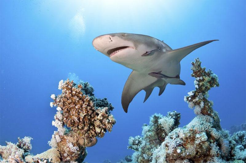 Bezpieczeństwo w Morzu Czerwonym