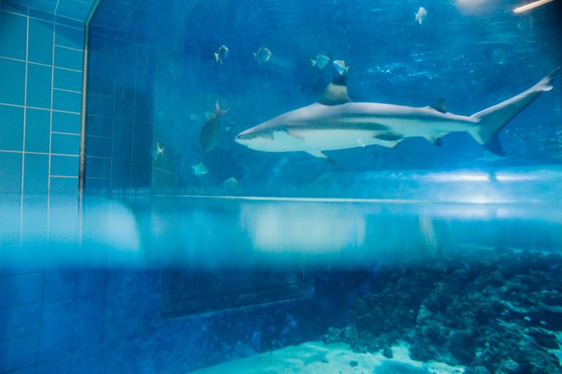 Ekologiczne znaczenie rekinów w Hiszpanii