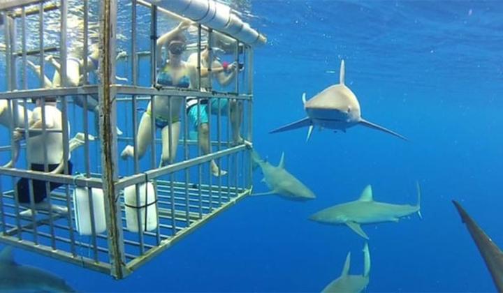 Ekosystem morski Hawajów i rola rekinów