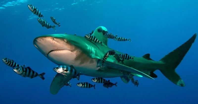 Jak unikać rekinów