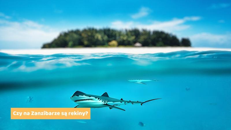 Rekiny w hiszpańskich wodach