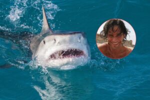 Rekiny w Egipcie – co warto wiedzieć przed wakacjami?