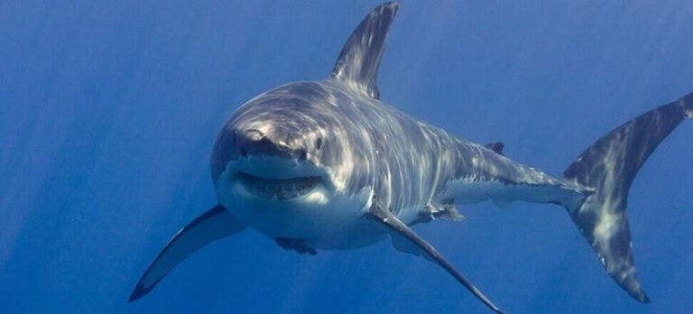 Rekiny w hiszpańskich wodach – co warto wiedzieć?