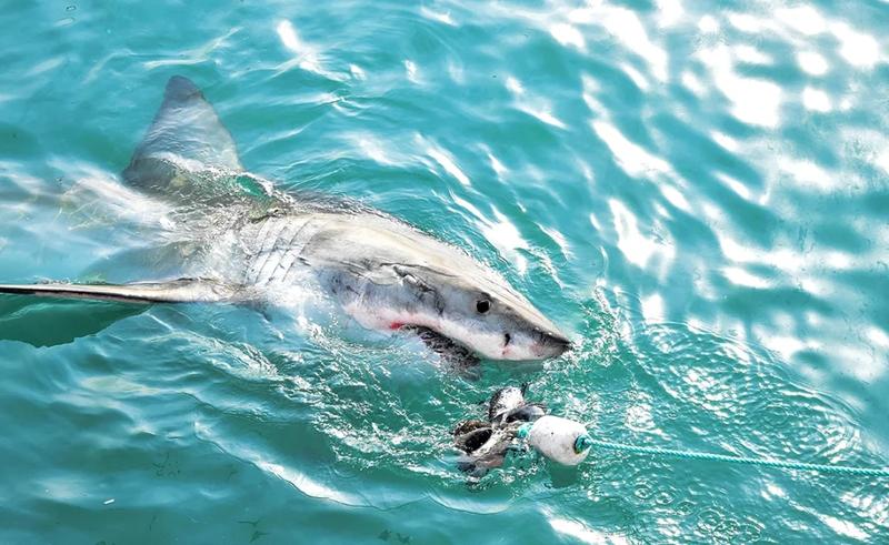 Gatunki rekinów na Cyprze