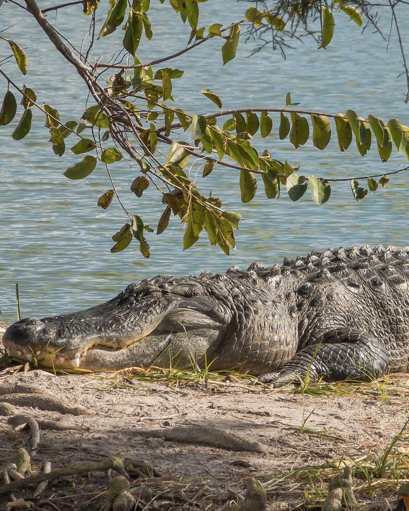Lot z polski na florydę