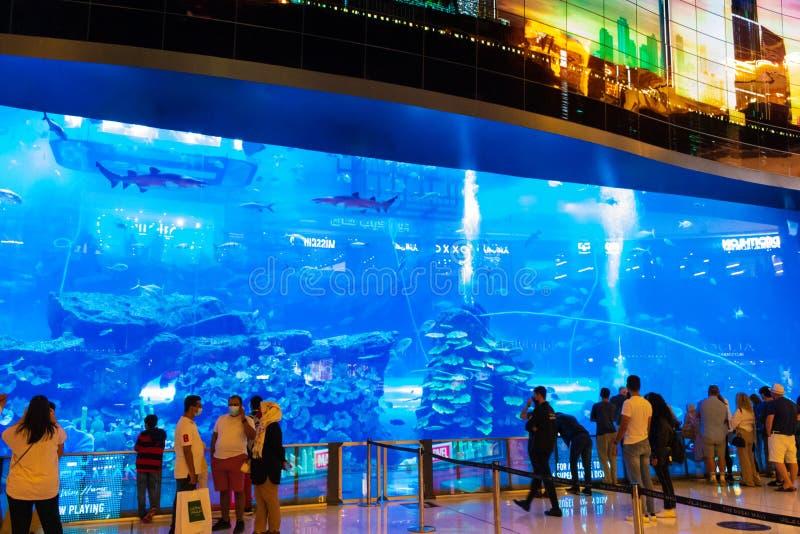 Najlepsze miejsca na rekiny w Dubaju