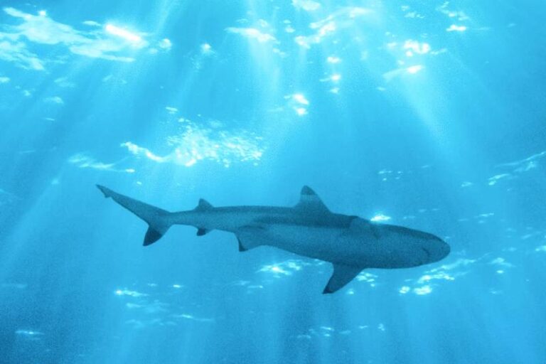 Czy na Cyprze można spotkać rekiny? Oto co warto wiedzieć!