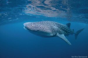 Rekiny na Bali – co warto wiedzieć przed podróżą?