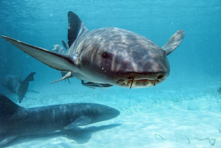 Rekiny na Dominikanie – co powinieneś wiedzieć przed podróżą?