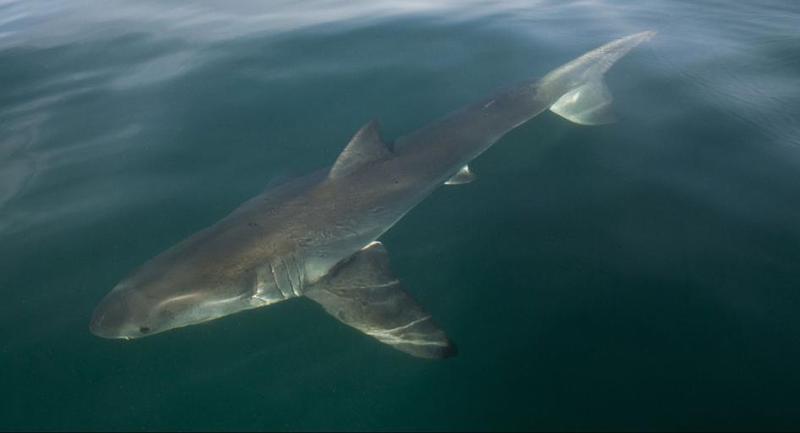 Bioróżnorodność greckich wód