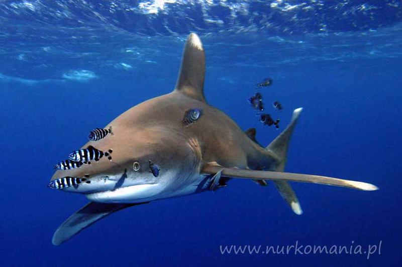 Fauna morska Majorki