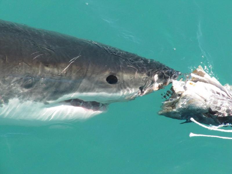 Mity i fakty o rekinach