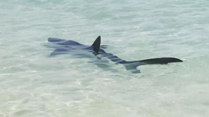 Rekiny w Morzu Śródziemnym