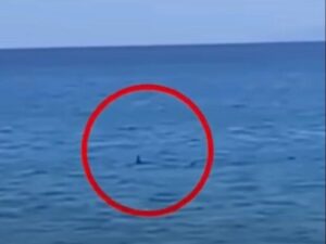 Rekiny w Grecji – co warto wiedzieć przed wakacjami?