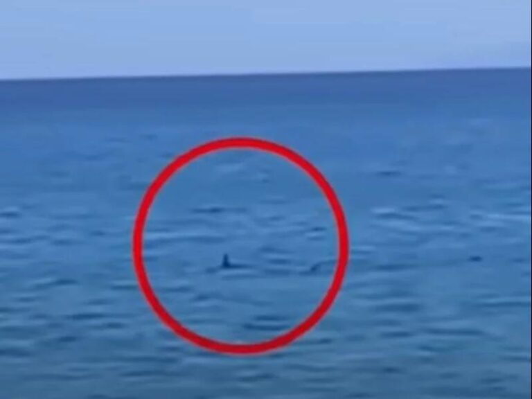 Rekiny w Grecji – co warto wiedzieć przed wakacjami?