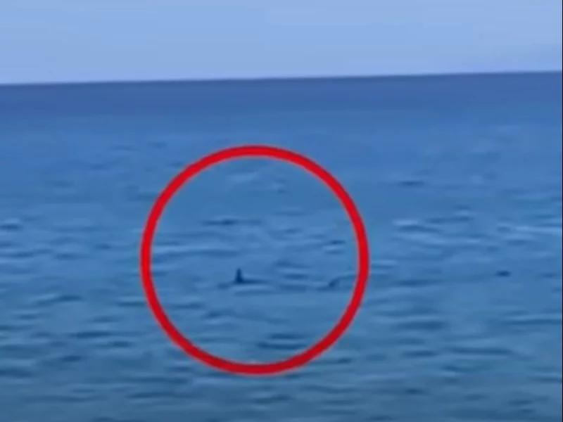 Rekiny w Grecji – co warto wiedzieć przed wakacjami?