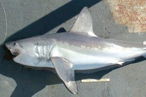 Rekiny w morzu bałtyckim – prawda czy miejska legenda?