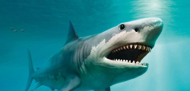 Zagrożone gatunki rekinów