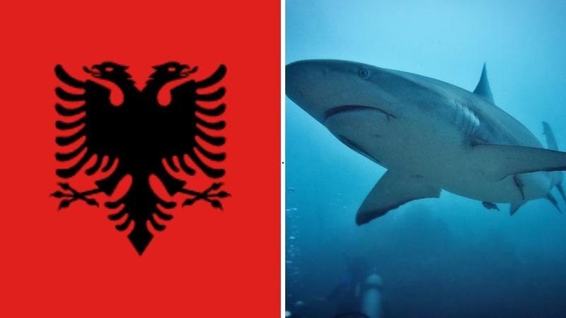 Mity i rzeczywistość rekinów