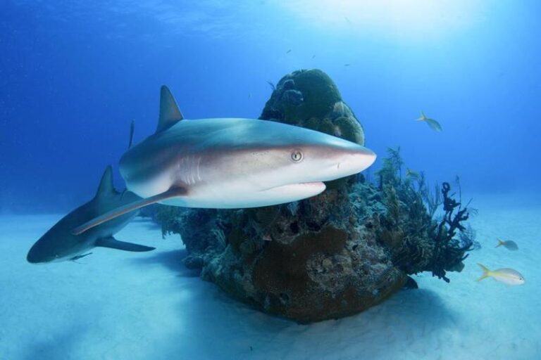 Rekiny w Albanii – Czy naprawdę można je spotkać?