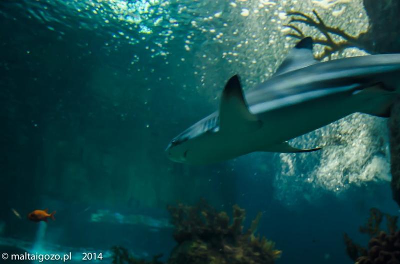 Rekiny na Malcie