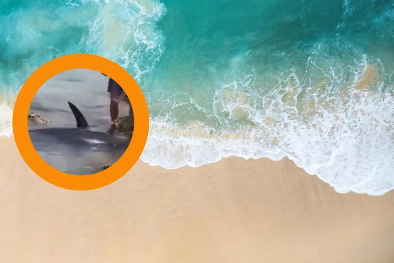 Statystyki występowania rekinów na Malcie