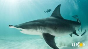 Rekiny na Maderze – co warto wiedzieć przed podróżą?