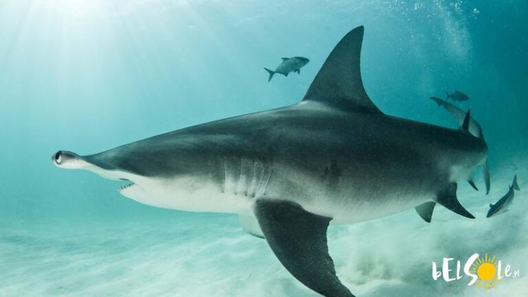 Rekiny na Maderze – co warto wiedzieć przed podróżą?