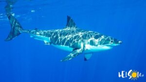 Rekiny w Bułgarii - co warto wiedzieć przed wakacyjną podróżą?