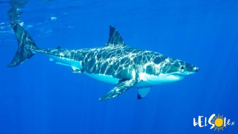 Rekiny w Bułgarii – co warto wiedzieć przed wakacyjną podróżą?